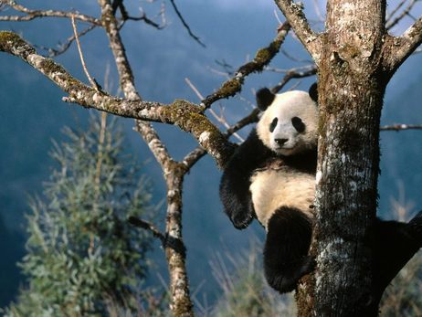 Chengdu panda