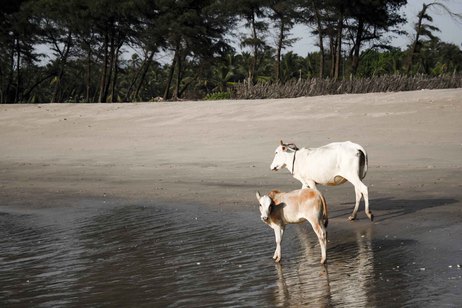 Cows on the beach in Goa